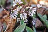 sharp-lobed hepatica