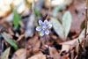 sharp-lobed hepatica