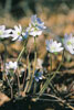sharp-lobed hepatica