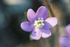 sharp-lobed hepatica