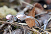 sharp-lobed hepatica