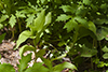 showy lady’s slipper