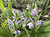 showy orchis