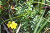 shrubby cinquefoil