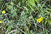 shrubby cinquefoil