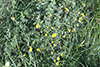 shrubby cinquefoil