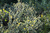 shrubby cinquefoil