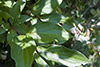 silky dogwood