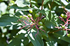 silky dogwood