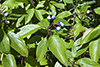 silky dogwood