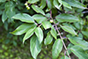 silky dogwood