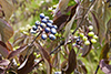 silky dogwood