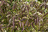 silky dogwood
