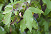 silky dogwood