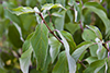silky dogwood