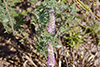 silky prairie clover