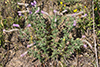 silky prairie clover
