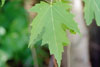 silver maple
