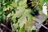 silver maple