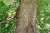 silver maple