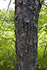 silver maple