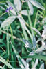 silverleaf scurfpea