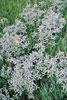 silverleaf scurfpea