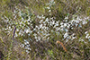 silverleaf scurfpea
