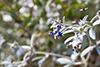 silverleaf scurfpea