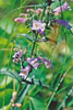 slender beardtongue