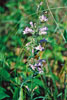 slender beardtongue