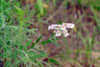 slender beardtongue