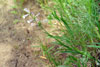 slender beardtongue
