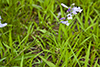 slender beardtongue