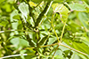 small-spike false nettle