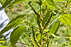 small-spike false nettle
