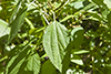 small-spike false nettle