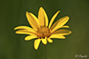 smooth oxeye