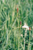 smooth scouring rush