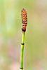 smooth scouring rush