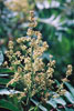 smooth sumac
