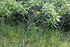 smooth sumac
