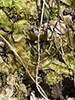 snakeskin liverwort