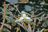 snow trillium