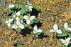 snow trillium