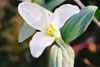 snow trillium