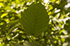 speckled alder
