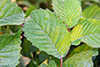 speckled alder