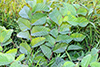 speckled alder
