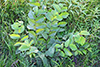 speckled alder